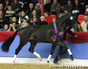 Van the Man (by Furst Heinrich x Volturno), 2004 Oldenburg Stallion Licensing Champion