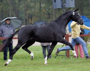 Dancier (by De Niro x Lancier), 2004 Hanoverian Licensing Champion :: Photo © Werner Ernst