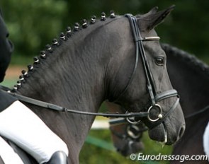 Desperados (by De Niro x Wolkenstein II) as a 3-year old at the 2004 Hanoverian Championship in Verden :: Photo © Astrid Appels