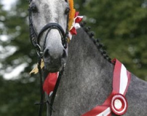 Donna Silver, Danish Mare of the Year 2004 :: Photo © Ridehesten.com