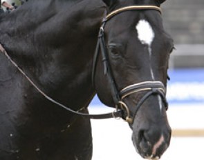 Holsteiner stallion Amidou :: Photo © Astrid Appels