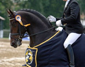 Oliver Luze on Tannenhof's Carabas :: Photo © Astrid Appels