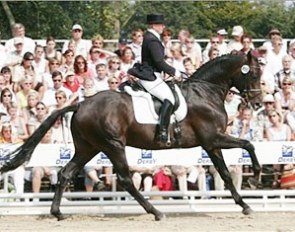 Samarant at the 2005 Bundeschampionate