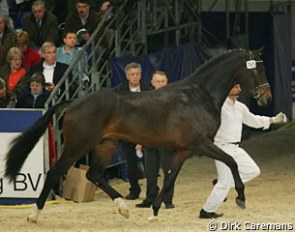 Van the Man at the 2005 KWPN Stallion Licensing in Den Bosch :: Photo © Dirk Caremans