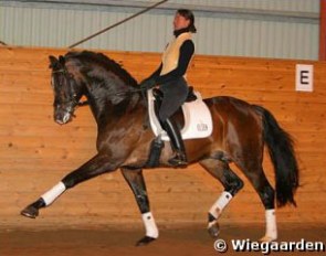 Dorte Johansen on Milan DVH :: Photo © Ridehesten.com