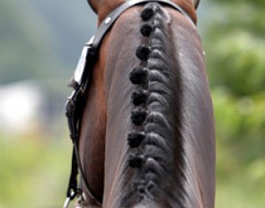 A nicely braided horse at the vet inspection