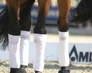 Dressage horse legs in the sun