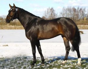Figaro R, winner of the Swedish warmblood performance testing