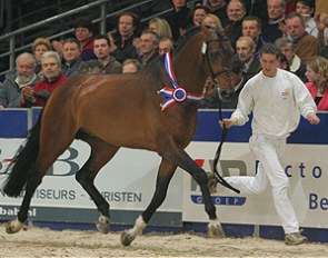 Verdi (aka Johnson), 2005 KWPN Licensing Champion :: Photo © Dirk Caremans