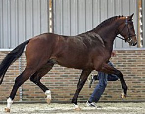 Valeron, price highlight of the 2005 KWPN Select Sale