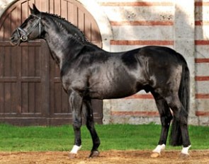 Gardez (by Ganymed x Herzbube x Golddollar x Halef ox)