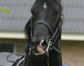 Wayne Channon's KWPN stallion Lorenzo CH (by Ferro x Wolfgang)