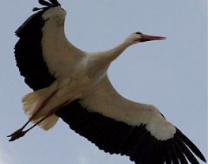 Storks were nesting at the show ground