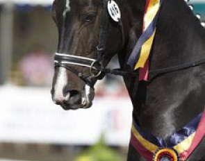 Champion of the Shearwater Supreme Circuit was Josephine Eley on Nibeley Union Jack. The ribbons look smashing on him.