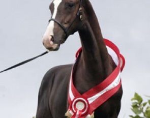 2005 Danish Foal Champion Noble Art