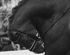 Horse in the rollkur