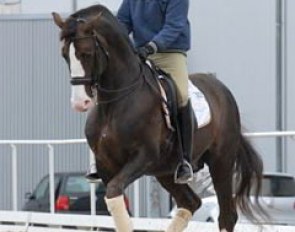 Jan Brink schooling Briar