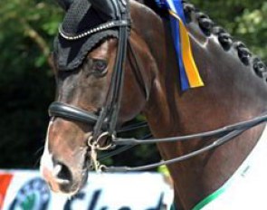 Anna Katharina Luttgen's Hanoverian gelding Habitus (by Hohenstein)