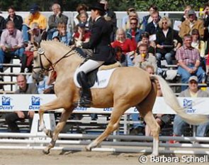 White Gold B (by Golden Dancer) won the 3-year old riding pony class under Eva Maria Tupker