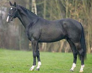 Don Bailey (by Donnerhall x Pik Bube I)