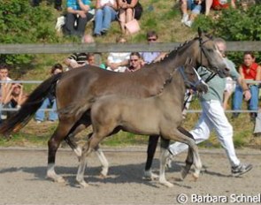 Foal by Dornik x Power and Paint