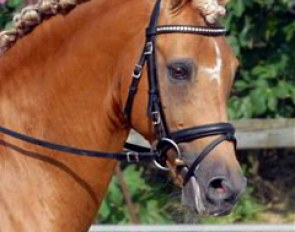 Former European Pony Champion Golden Dancer