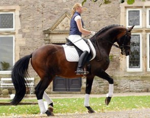 Trakehner stallion Showmaster as a 16-year old in 2006