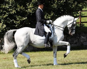 Silvermoon (by Kostolany x Mahagoni)