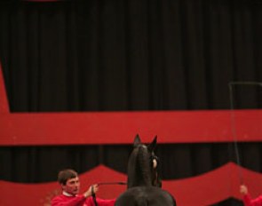 Stallion presentation at the 2006 Danish Warmblood Stallion Licensing :: Photo © Astrid Appels