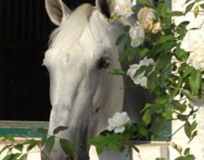 Spanish team horse Invasor enjoying the sun at Jan Bemelmans' place in Krefeld