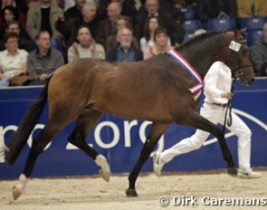 Wamberto (by Rousseau x Voltaire) :: Photo © Dirk Caremans