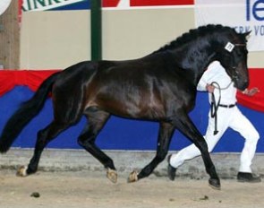 Ferrero at the 2006 NRPS Stallion Licensing :: Photo © Sandra Nieuwendijk