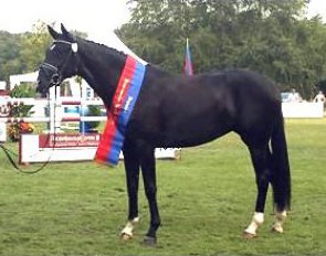 Silberaster, Champion of the 2006 Oldenburg Elite Mare Show :: Photo © Tanja Becker