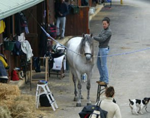 An Andalusian getting groomed in the stable area