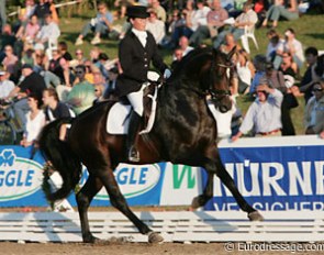 The Hanoverian stallion Rosevelt
