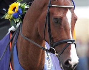 2006 World Young Horse Champion Uzzo (by Lancet) :: Photo © Astrid Appels