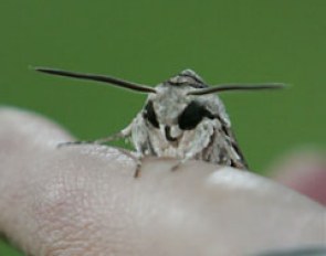 The photographers got a visit from the biggest moth I've ever seen. With its wings spread, the creature had a width of almost 10 centimeters. Look at that face.Yuk!