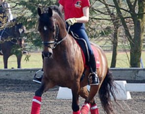 Julie van Olst schooling Haasendonck's Sultan
