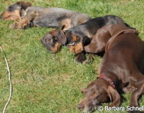 And this is what dogs think about dressage