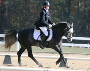 The event's final participant was the Connemara pony stallion Wildwych Eclipse (Glenmoriston FK/Aran Milano), owned by Max and Lisa Gerdes, Brownsvalley, CA, who successfully completed the Test for Pony Stallions with a 71.25%