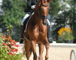 After Hohenstein, his son Münchhausen is becoming another Trakehner sire well liked by other warmblood breeders: Birkhofs Meraldik & Nicole Casper