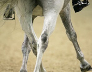 The legs of Blue Hors Matine