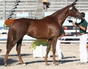 Rheporter at the Devon Breed Show in 2007