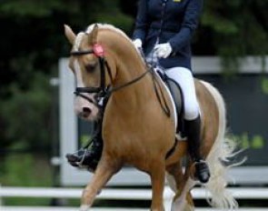 British Alexandra Barr on the palomino stallion De Vito (by Dressman I)
