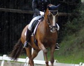 Antoinette te Riele on Danny Boy B. They had to enter the arena during a thunderstorm that blew over the fences in the parcours, and they still became the only non-German pair to crack the 70%-mark.