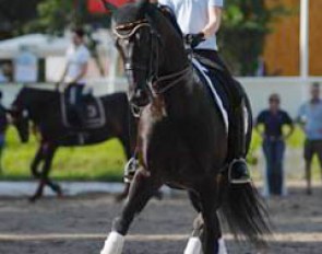 Jill de Ridder and Disco Boy preparing for their ride