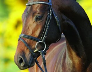 Bravissimo (by Belissimo M x Lord Sinclair)