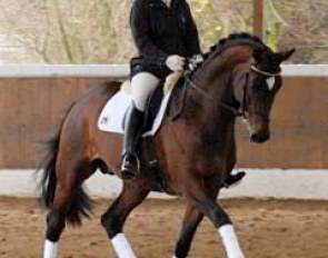 Katja Camp and the beautiful Trakehner stallion Kasimir