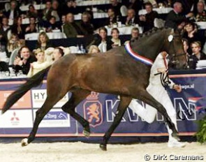 Zagreb, champion of the 2007 KWPN Stallion Licensing :: Photo © Dirk Caremans