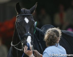 Salinero at the 2007 Dutch Championships